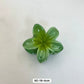 Mini Flower Clip